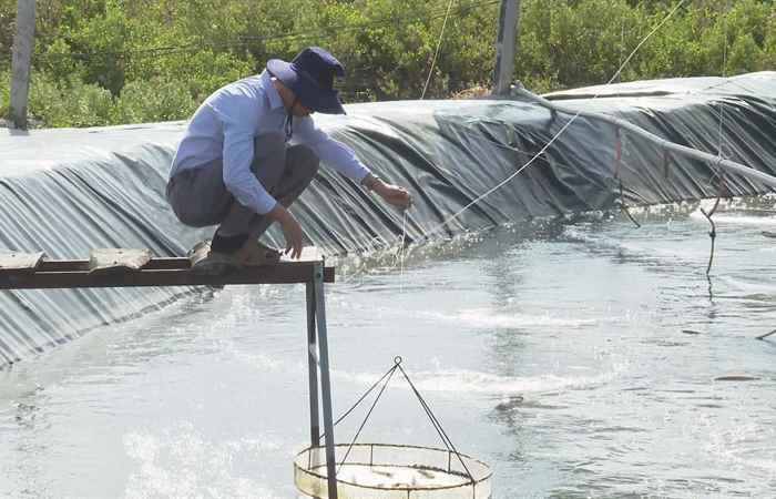 Ương Nauplius thẻ chân trắng theo quy trình sinh học (25-04-2025)